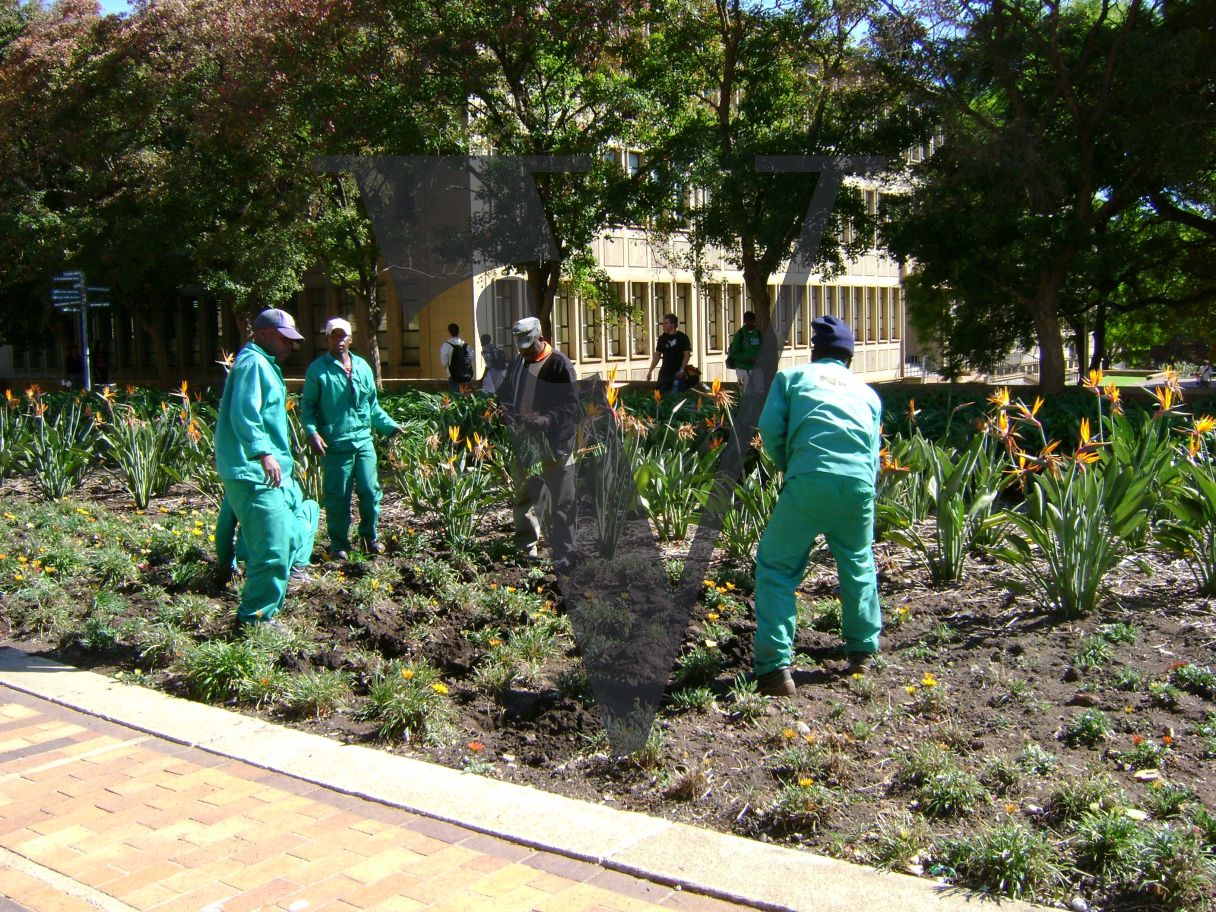 Johannesburg, University gardeners.