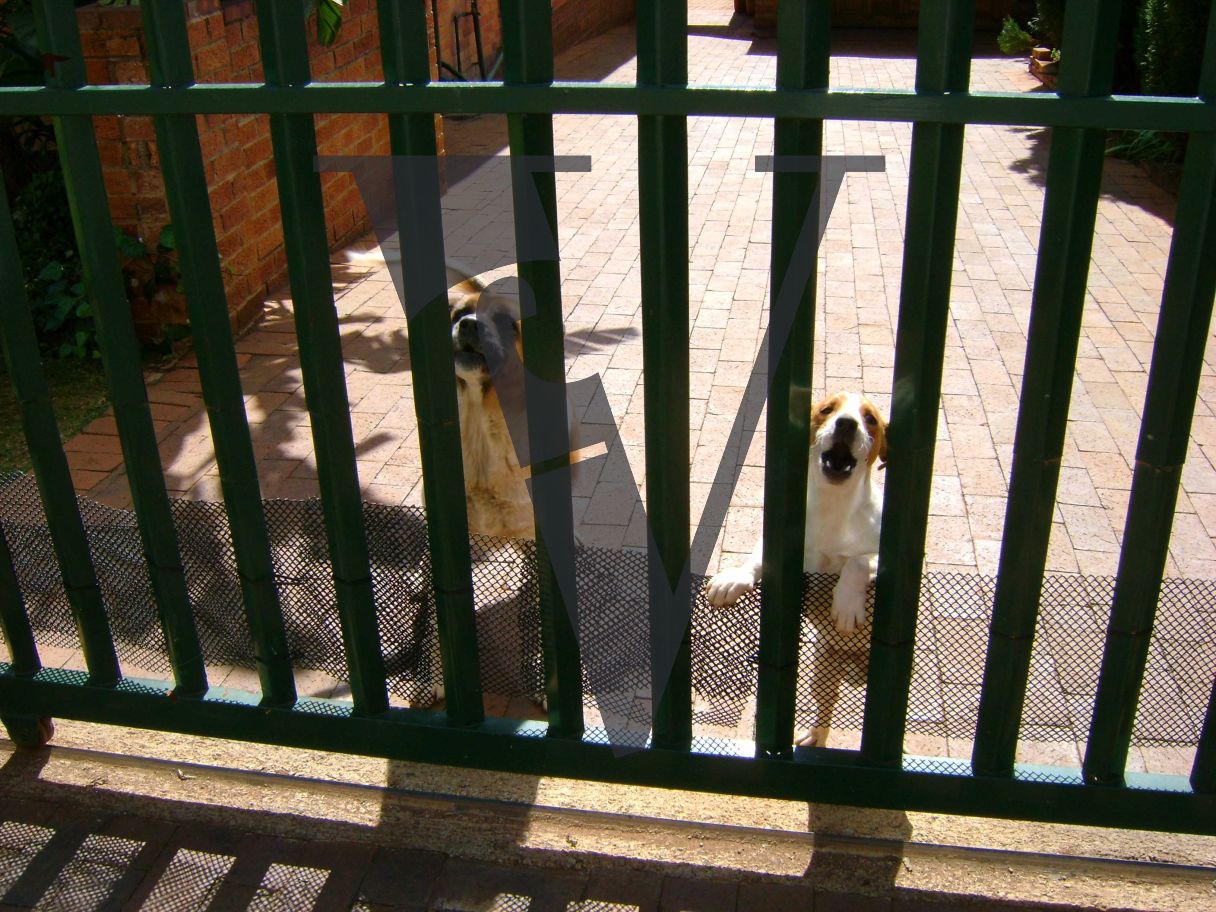 Johannesburg, guard dogs.