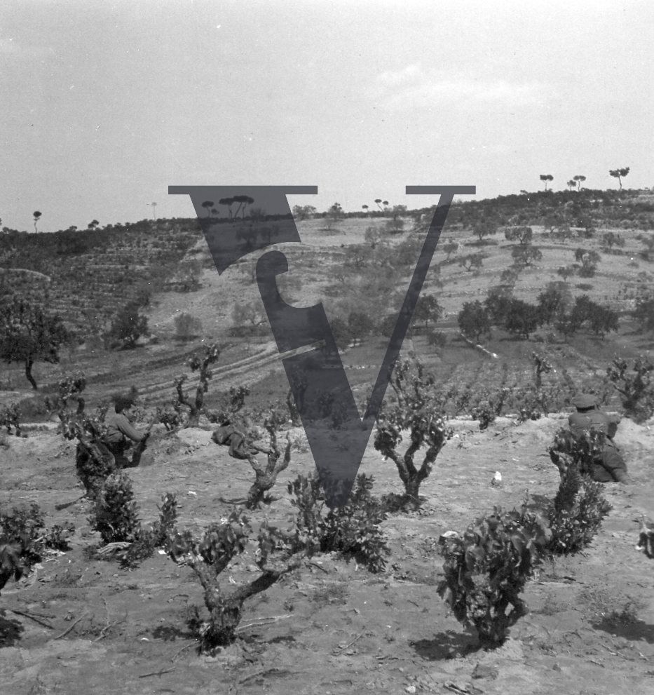 Spain, soldiers in a vinyard, landscape, full shot.