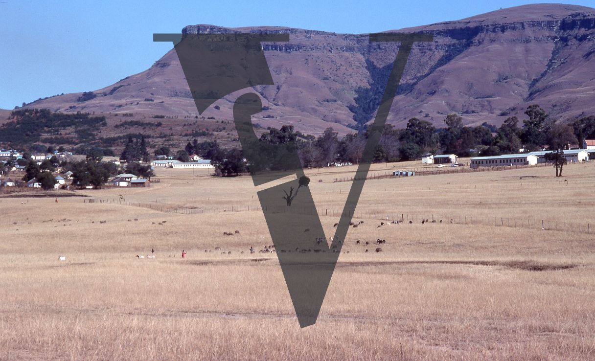 South Africa, Transkei, landscape, livestock, farm buildings, workers, long shot.