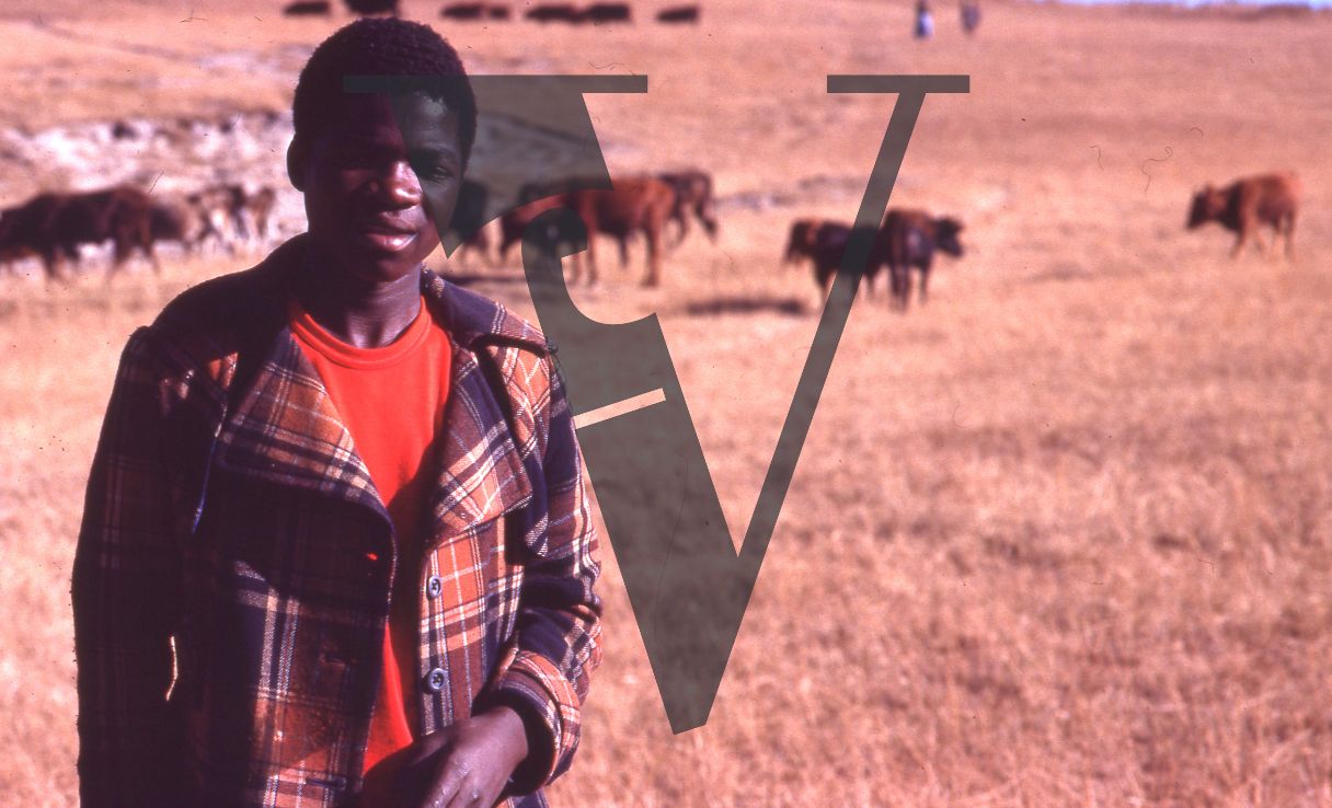 South Africa, Transkei, landscape, young man, cattle, portrait.