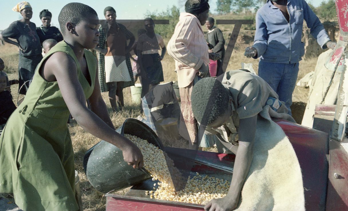 South Africa, Transkei, woman pouring maize, maize grinder, group.